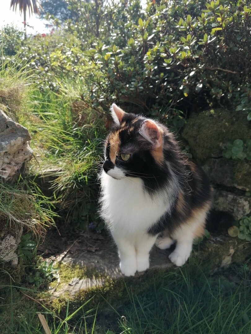 vigipets's tweet photo. 🟠 🐱 Chat perdu le 08/06/2026 à Laz (29520).
Race : Européen / Âge : 7 an(s)
Princesse / Femelle / Identifié(e) : Oui

☎️ 0607741595
📧  perennec.yvette@orange.fr

#chatperdu #chattrouve #chat #perdu #trouve https://t.co/koxYFZZ6hx