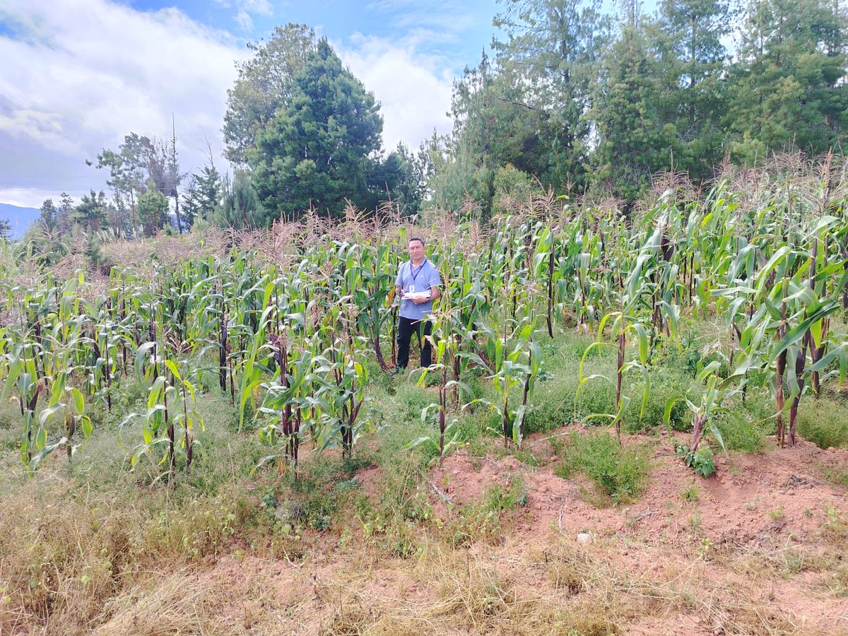 Agricultura_CZ6's tweet photo. #Azuay | En el sector Cuzcudoma, cantón #Oña, brindamos asistencia técnica en los cultivos de maíz suave, alfalfa, arveja y papa, fortaleciendo las capacidades productivas de los agricultores de la zona. 🌽🥔🌱 https://t.co/HJGCmEdB6C