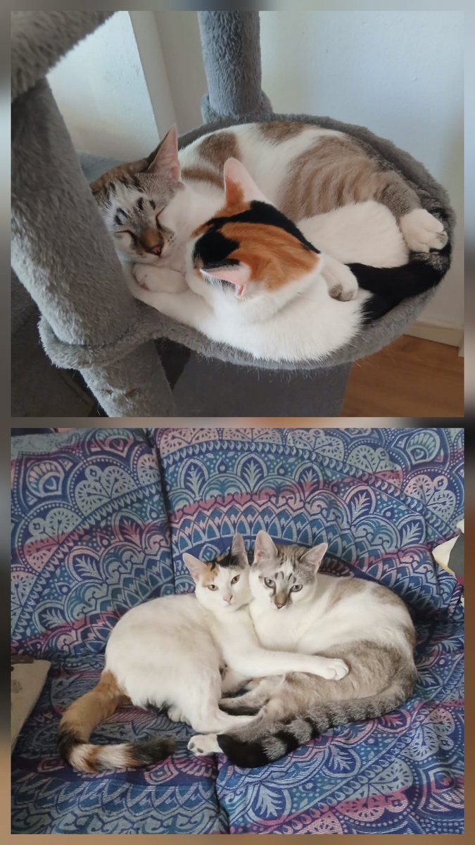 21knives's tweet photo. Dos gatetes en adopción.
Son hermanos, de 10 meses cada uno y super cariñosos.
Difu, please. Su dueño, por circunstancias, ya no puede tenerlos...
Se adoptan juntos https://t.co/YnHbUuhNV4