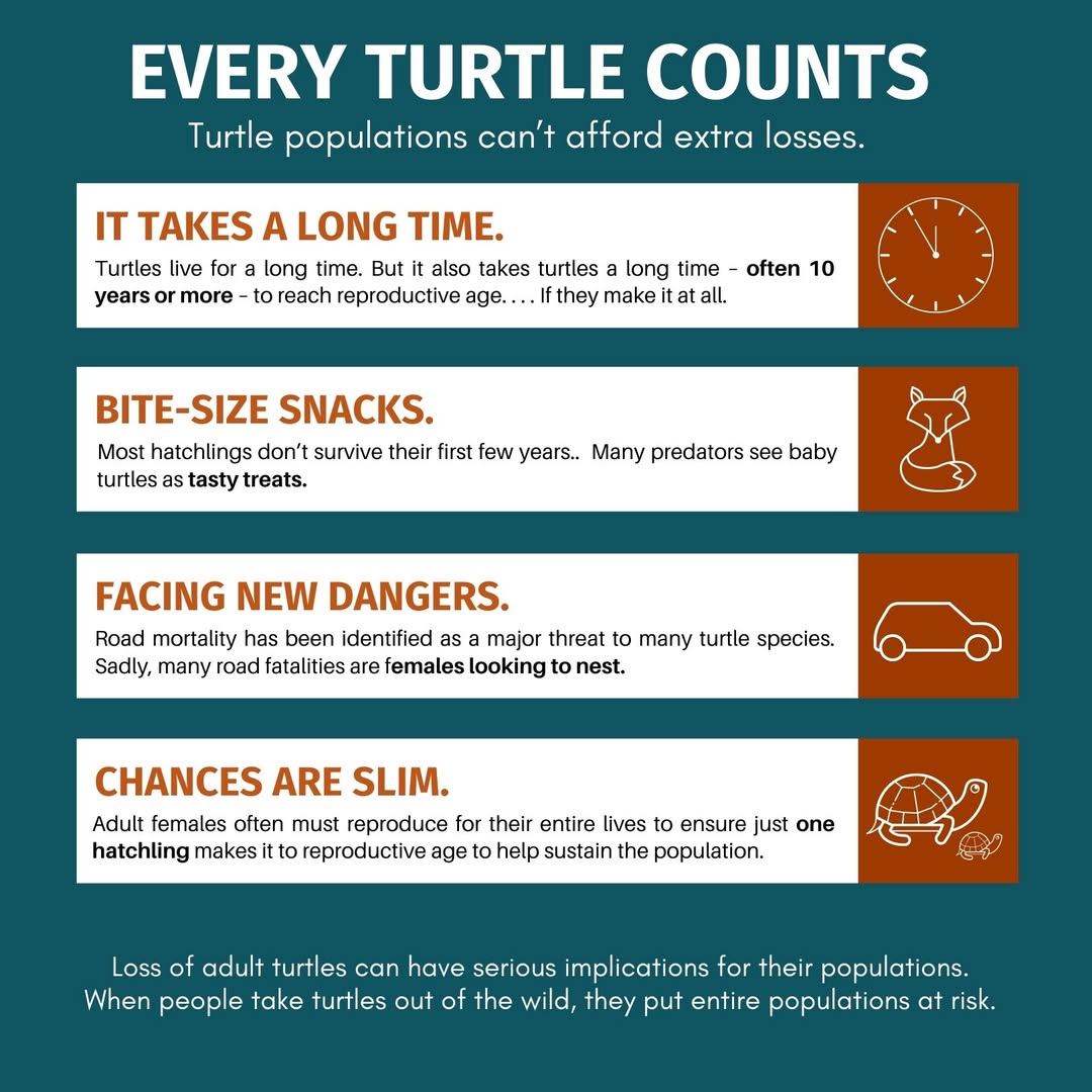 ProjectWILD's tweet photo. Renowned for long lives, turtles take a long time to reach reproductive ageโoften a decade or more. Most hatchling turtles donโt survive that long! Adults must reproduce their entire lives to ensure just one hatchling makes it to repro age to help sustain the pop.
#WildTurtleWeek https://t.co/Ox3J880TWQ