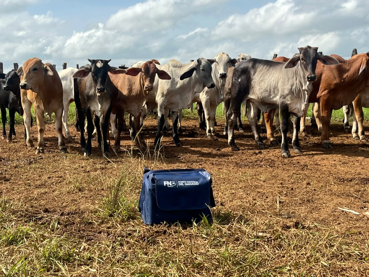 puerto_pl's tweet photo. 🐄💉 Cada vacuna cuenta y cada jornada suma. Gracias a nuestro vacunador de zona Pedro Osorio por su entrega y compromiso con la sanidad animal y el bienestar de nuestros ganaderos.
#TodosAVacunar
@Fedegan @jflafaurie @plbosconia_fng @PL_Paipa @cucutapasiongan https://t.co/oO3abxtpzm