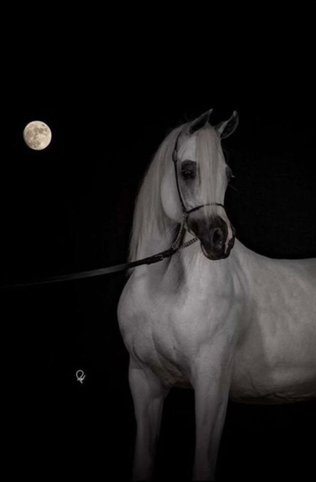 1nlk3's tweet photo. النفس خيل وعزة النفس خياله
من لاعسف نفسه يشوف الهزايم https://t.co/NByCWMrQ8E