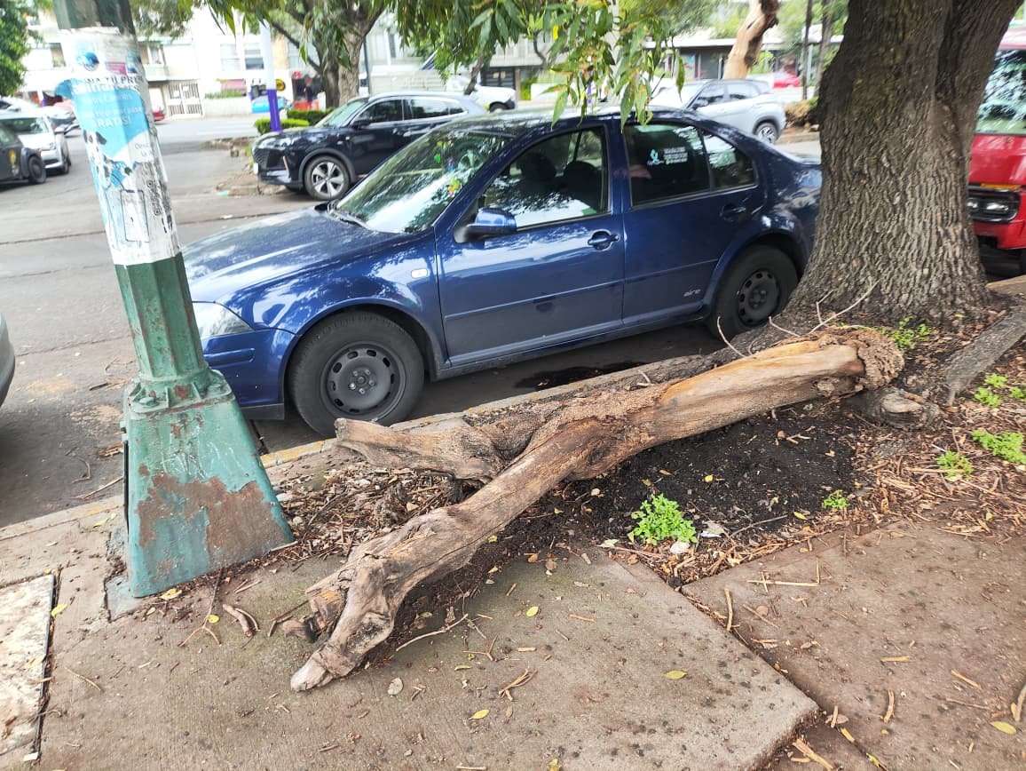 ReportesBenito's tweet photo. @locatel_mx @AccionesBJ Solicitamos su ayuda para el retiro de esta rama que se encuentra en la calle Enrique Pestalozzi a un costado del #120 en la Salida del @TiendaSoriana 

#ReportesBJ #BenitoJuarez #alcaldiaBJ https://t.co/UjPLp86HtO