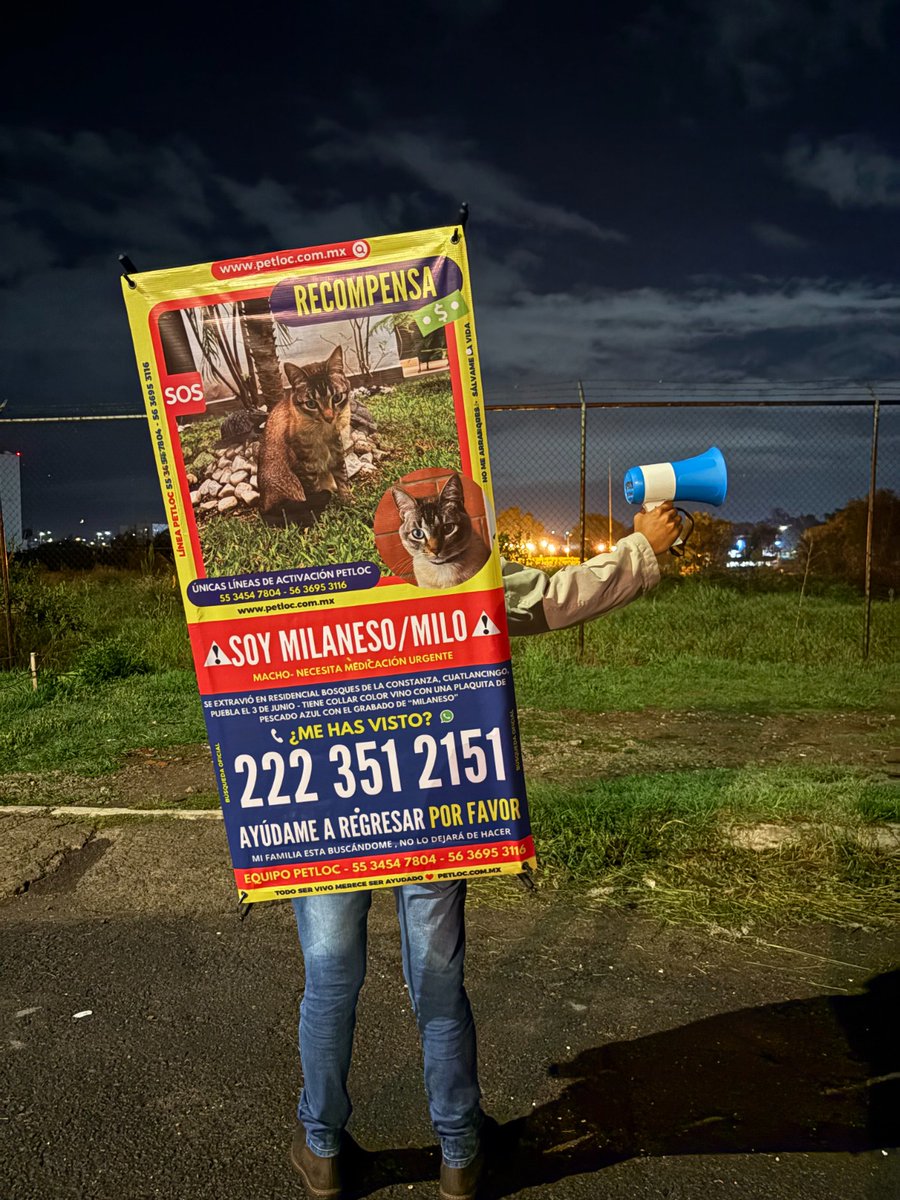 PetlocMX's tweet photo. 🚨 BUSCAMOS A MILANESO / MILO 🐱🤎
Milaneso aún no regresa a casa y su familia no deja de buscarlo 🏡🐾

📍 Residencial Bosques de la Constanza, Cuautlancingo, Puebla
📞 222 351 2151

#GatitoPerdido #Cuautlancingo #Puebla #SeBusca #MascotaPerdida #PetLoc #BusquedaDeMascotas https://t.co/lZSidu4oAL