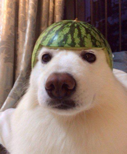 ZJargowski's tweet photo. @IcedKnife jus a dog with a $melon 🍉I'll just leave it here https://t.co/IOfGWIzaLr