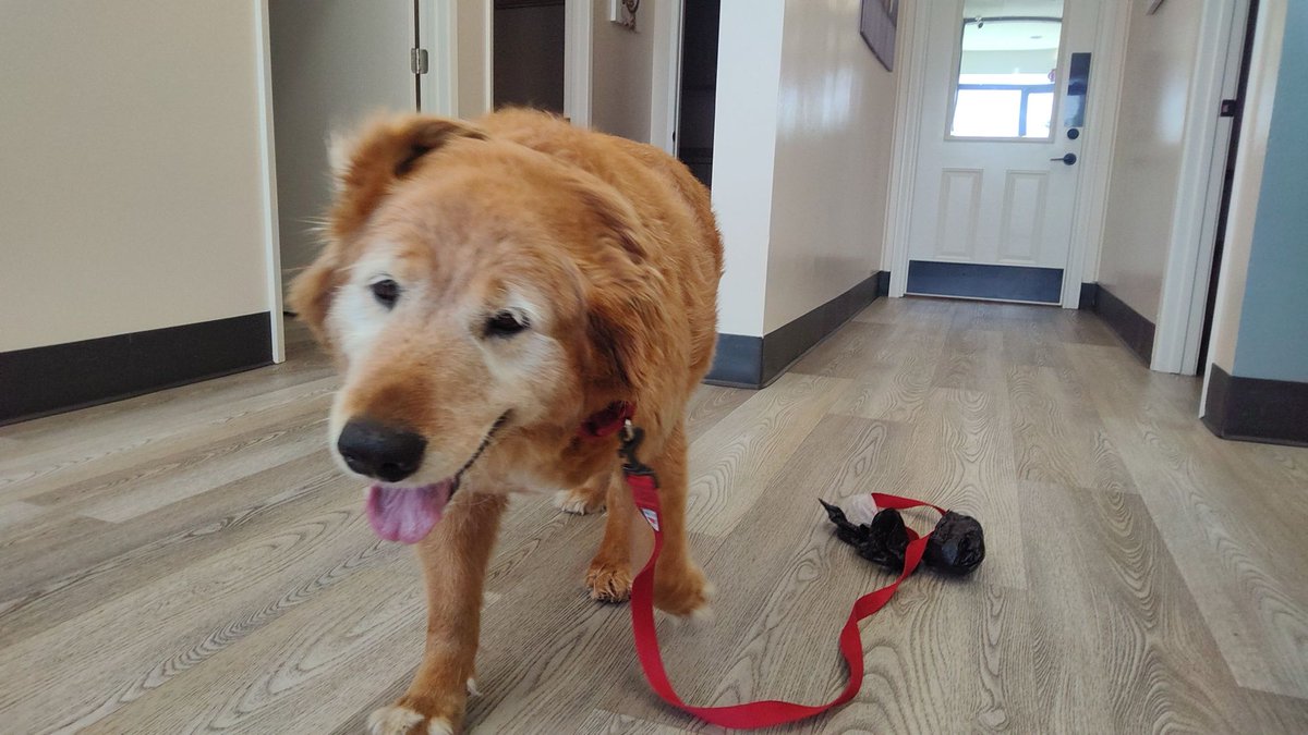EdenAnimalSC's tweet photo. If happiness had a face, we’re pretty sure it would look a lot like Lulu. 🐾💕 Thank you for sharing your sweet spirit with us today!

📣 June Special: Book your pet’s exam this month and receive 10% OFF. https://t.co/fmIFHvqspY
