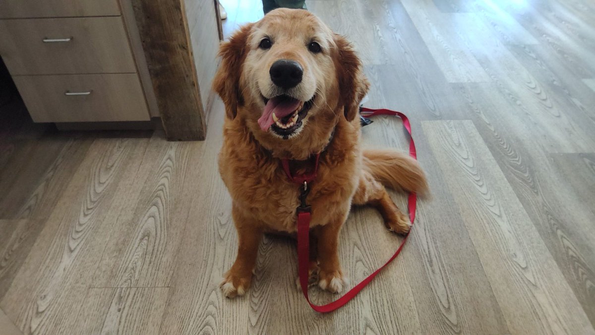 EdenAnimalSC's tweet photo. If happiness had a face, we’re pretty sure it would look a lot like Lulu. 🐾💕 Thank you for sharing your sweet spirit with us today!

📣 June Special: Book your pet’s exam this month and receive 10% OFF. https://t.co/fmIFHvqspY