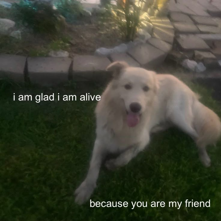 DoggyPosting's tweet photo. https://t.co/WXpjEj2hKW