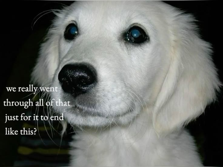 DoggyPosting's tweet photo. https://t.co/iz6mAzUDaM