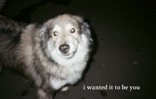 DoggyPosting's tweet photo. https://t.co/wB1nMsFIUj