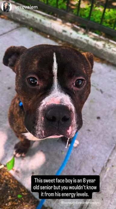 NMBewitched's tweet photo. Do I have another cutie for you😇

Meet Peter Rabbit 🐰😍
New Dog on the Block 
https://t.co/GtuTU6U78L 
#AdoptMe 

Truly adogable🥰
He is waiting for you...

*There is a conflict regarding his age. Some say 8yr old senior, some say 3yr old https://t.co/pfAvDOIodZ