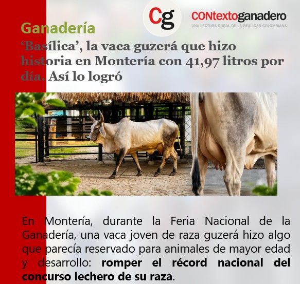 PCghrs's tweet photo. ‘Basílica’ es, según Velázquez, la primera recordista nacional de producción lechera guzerá hija de un toro colombiano.
https://t.co/RiSa8N7xu6
#ContextoGanadero
@Fedegan 
@jflafaurie 
@PL_Zipaquira 
@ubate_pl https://t.co/gl1jsYaKOB