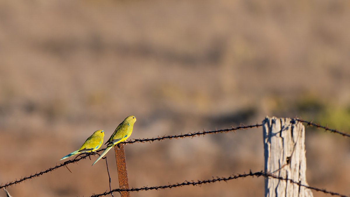 aves_bird's tweet photo. Mulga Parrot &amp; Elegant Parrot (ssp.elegans). South Australia, Dec 2025. https://t.co/Fp6njnZD0t