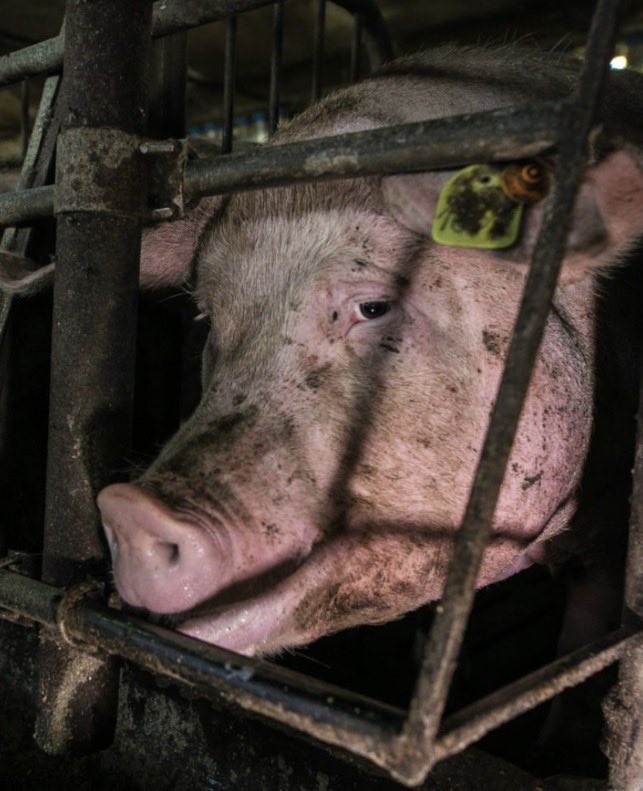 NothingIsArt2's tweet photo. The only thing these animals know is pure misery. https://t.co/gmfK1Es9OH