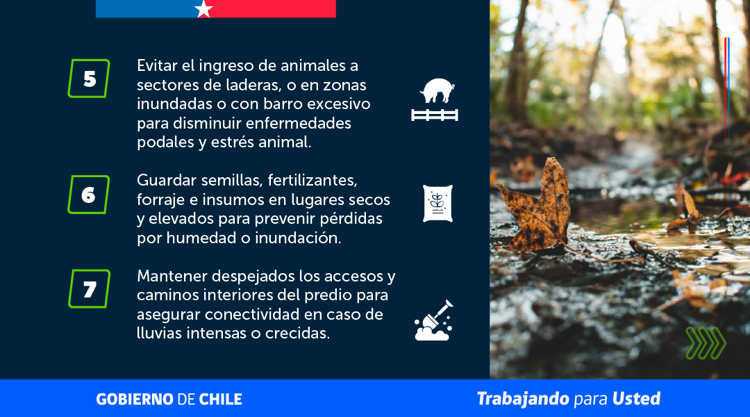 MinagriCL's tweet photo. ¿Sabes cómo proteger tus cultivos frente al fenómeno de El Niño? 🤔

🌧️🌾 Anticiparse y tomar medidas preventivas es clave para proteger tu campo y reducir riesgos.

Por eso, te invitamos a revisar las siguientes recomendaciones preparadas por la Unidad de Gestión de Riesgo de Desastres (UGRA) del @MinagriCL.
