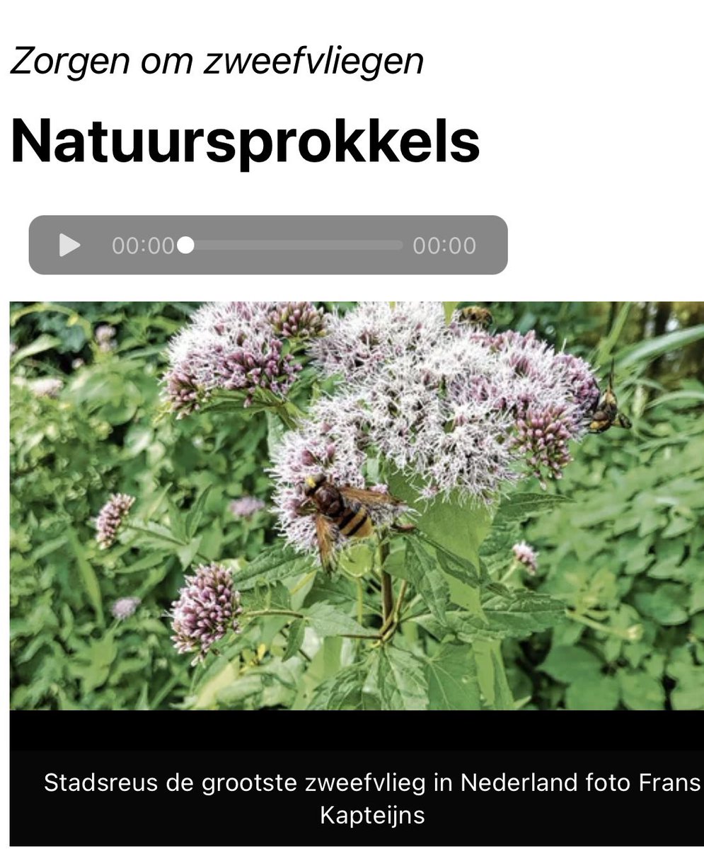 BoswachterFrans's tweet photo. In de #Nieuwsklok en in het #WeekbladvanGilzeRijen mijn nieuwste #column dit keer over zweefvliegen 
https://t.co/zBELMTbcd4 https://t.co/baBzoWzQQL