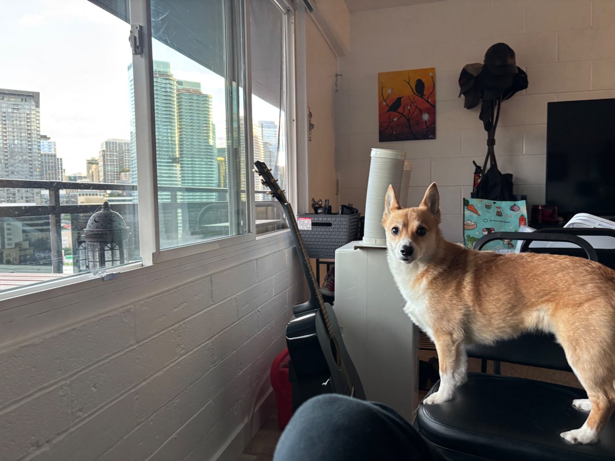braverius's tweet photo. taro turns 9 today! https://t.co/Vq5FKVMegi