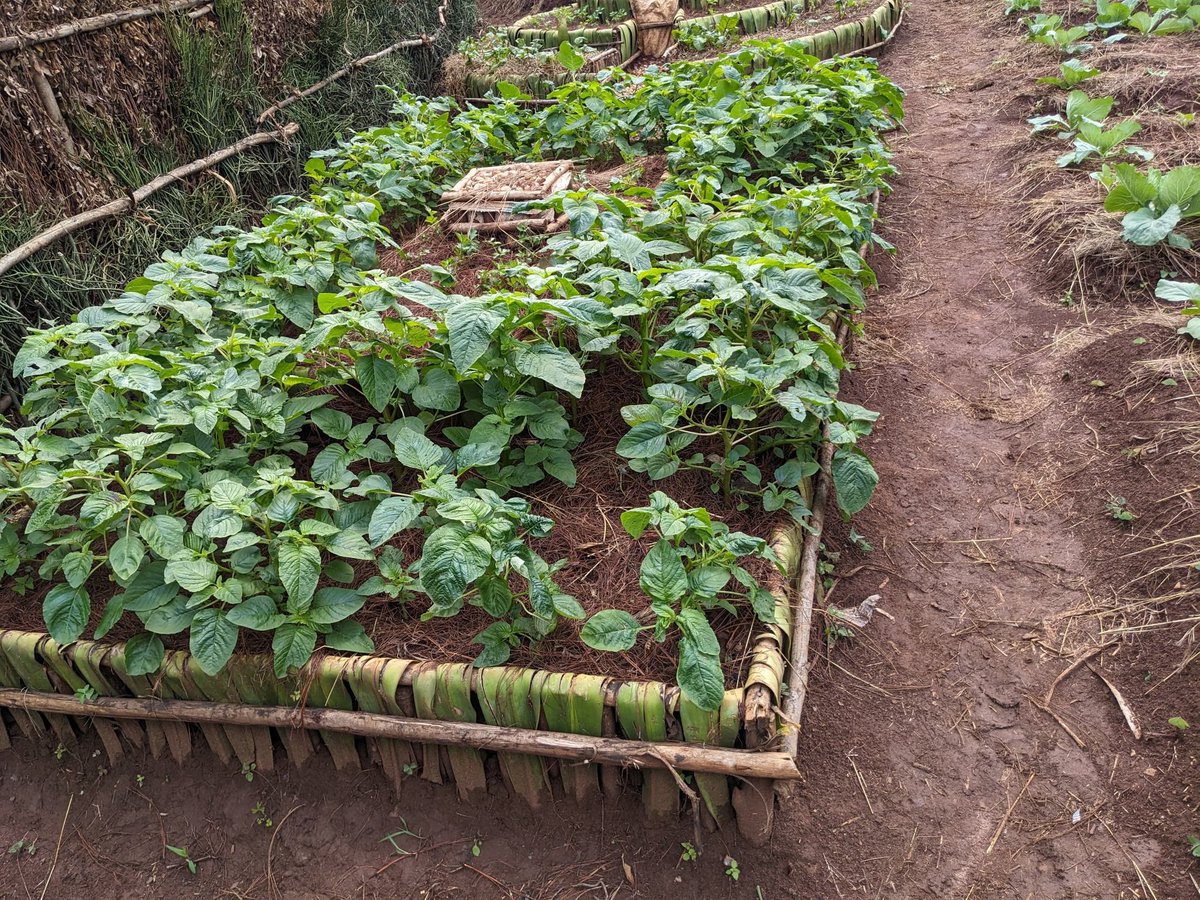 fmiubumuntu's tweet photo. At the FMI “Ubumuntu” Youth-Led Agroecology Learning Site, young people and women are #mulching and #watering crops during the dry season. Mulching helps retain soil moisture and protect crops from disease.
By promoting #agroecology in their communities, they are helping  1/2 https://t.co/cWA7bB8Lv6