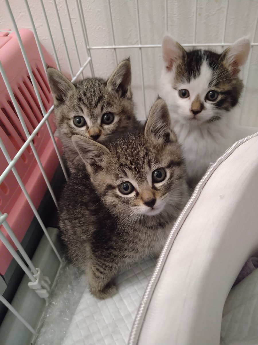 chichinanko's tweet photo. キジトラ猫は個体数が多く珍しくないから譲渡されにくいって…
日本にいる猫の約3分の1がキジトラ🐱
我が家から里親に出したキジトラっ子は応募多数で泣く泣くお断りとなった方もいました。
キジトラは可愛い顔の子が多いよ😽
#キジトラ猫
#保護猫と暮らす 
#ねこかわいいね https://t.co/Mn3VMD5KAl