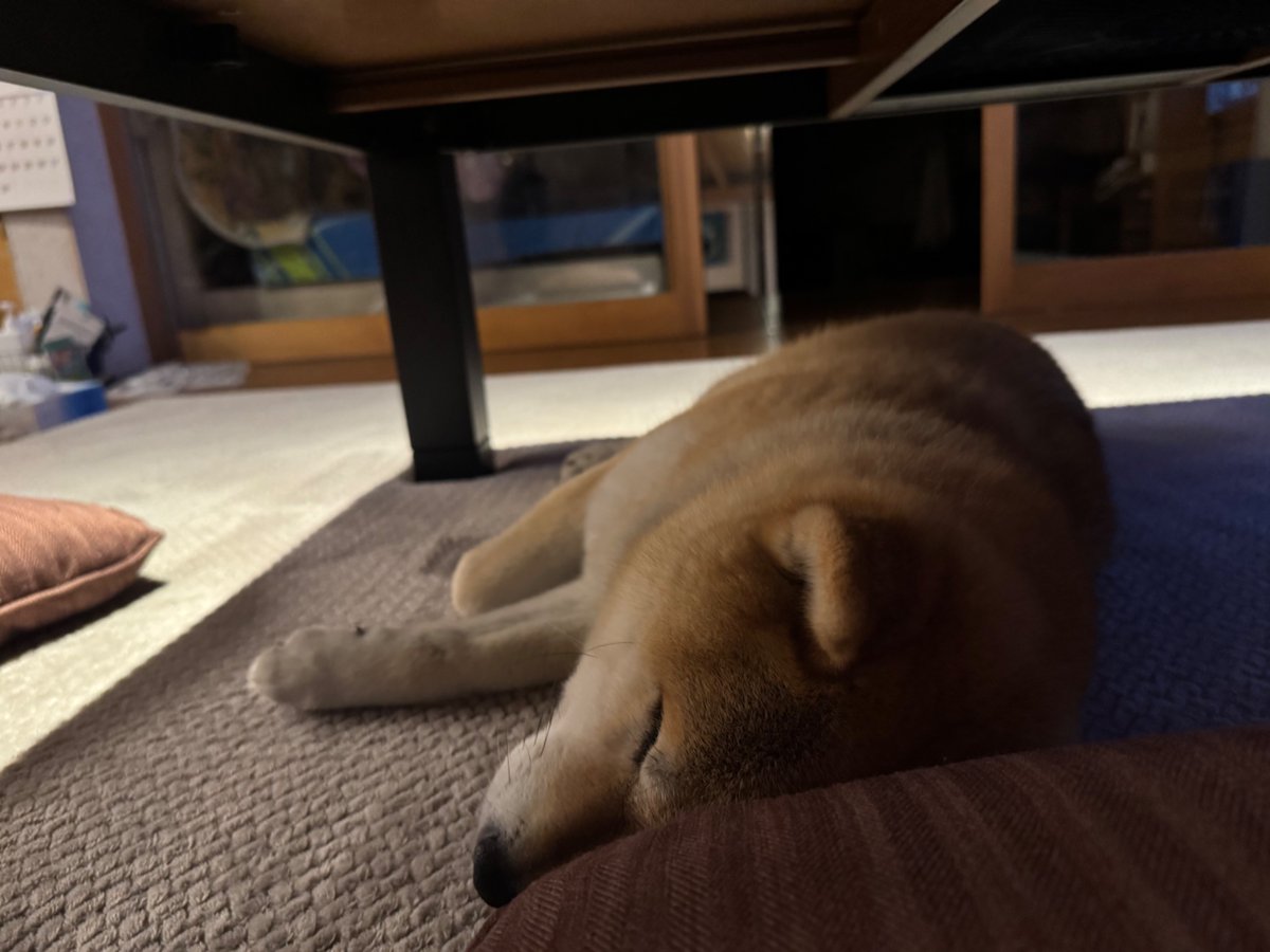 chiechu's tweet photo. 呼んでも来ない
＃柴犬 ＃犬好き #柴犬の魅力を発信 ＃スーパーマイペース ＃shiba https://t.co/QrJkbRxX5K