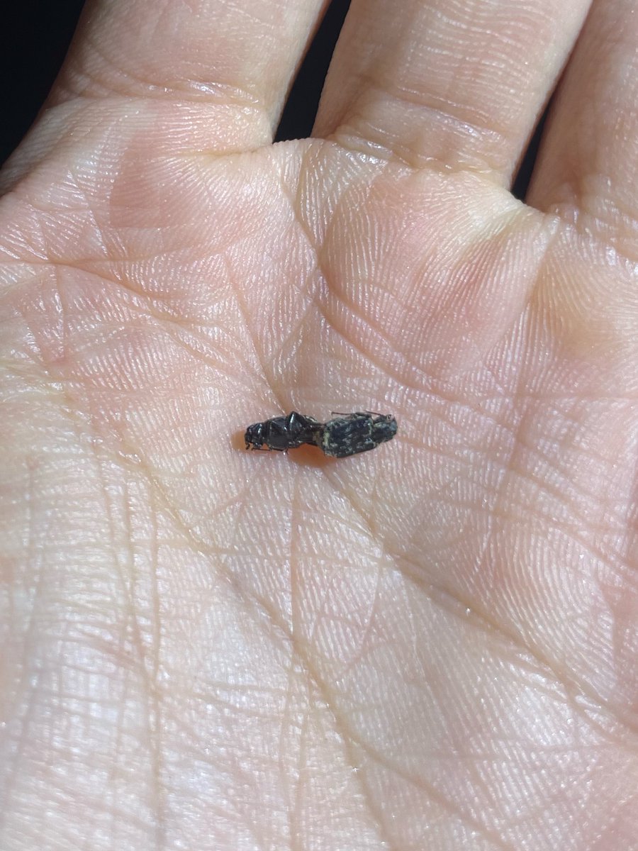 dragonfly_nt's tweet photo. ヒラタハナムグリ
夜間、立ち枯れの樹皮下に交尾態が潜んでいた。
♀には訪花性が無いそうな。
接合部を中心に伸びた���に驚き。 https://t.co/R29vTHGRnu