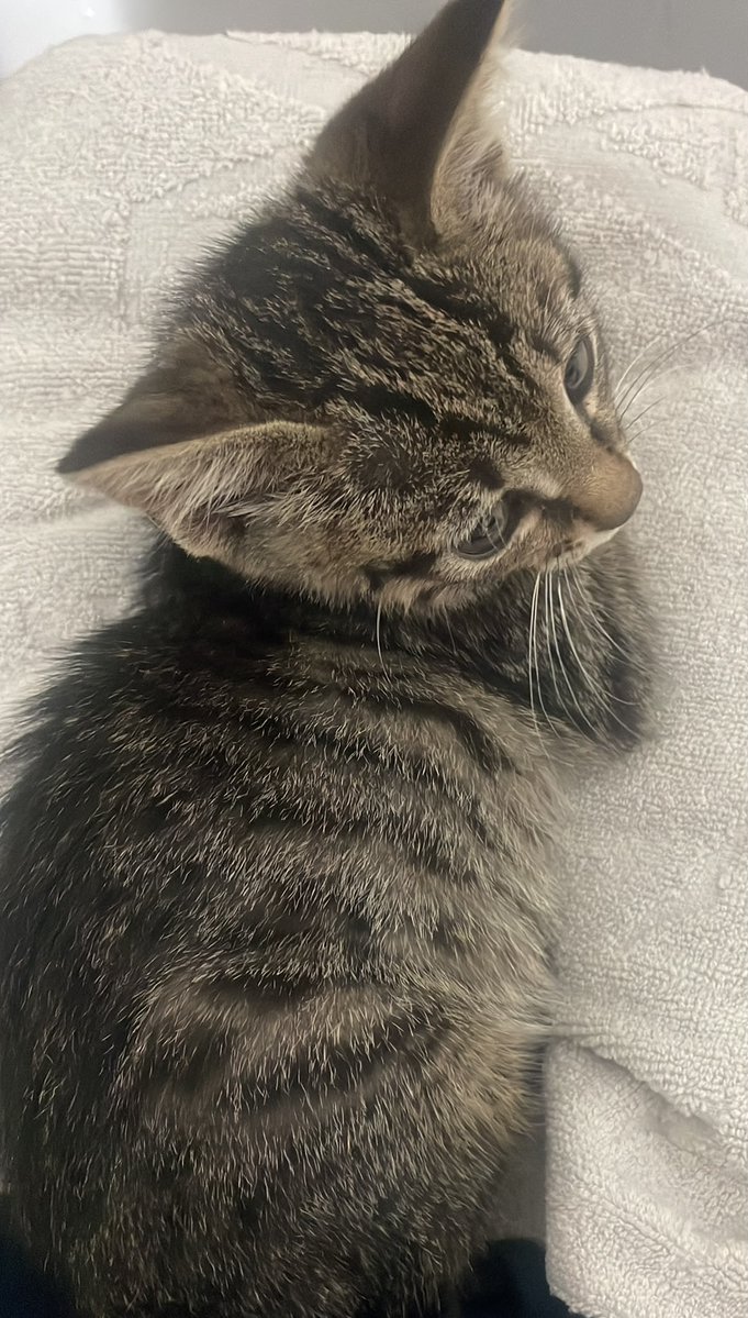 kediyuvailan's tweet photo. #ANKARA MİNİK BÖCEK ACİL YUVA ARIYOR 🚨

sabah minik bi kedi buldum, erkek, 2 aylık kadar, sağ arka bacağını oynatamıyor (belki ameliyat gerekebilirmiş fazla yük olmaması için ama belki başka vet alternatif bi yol bulur), sağlıklı ama yetersiz beslenmeden dolayı biraz zayıf, ele geliyor ama hafiften ürkek
Ankara içi ulaşımı sağlanacaktır.

İletişim +90 507 964 29 38