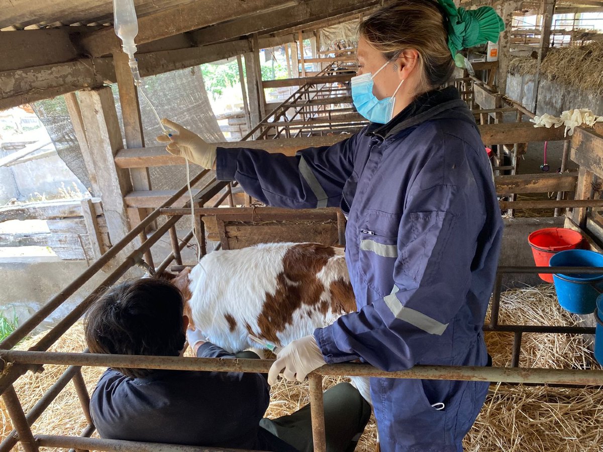 FAVAUDLA's tweet photo. 🐄 Estudiantes de 5° año de Medicina Veterinaria UDLA participaron en un proyecto A+S liderado por la académica Amanda Riquelme en una lechería de Melipilla.

La experiencia permitió conectar la teoría con el trabajo en terreno, abordando nutrición, clínica y producción lechera. https://t.co/z1S00KvQ94