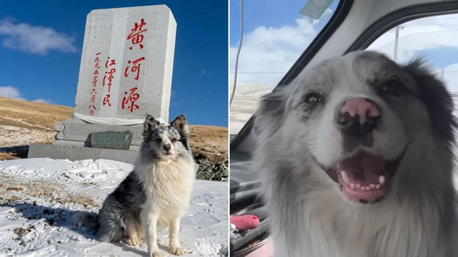 HReynolds5462's tweet photo. 【鬼畜】フォロワー150万人の人気犬、約3500円で売られ、その日のうちに食べられてしまう

■名犬チュートウ
中国・旅行ブロガー郭さんの愛犬
ボーダーコリー・9歳
8年間、中国全土を一緒に旅してきた相棒
フォロワー150万人のインフルエンサー犬

■事件
郭さんが海外旅行中
父親が農作業に連れていった隙に
電動バイクの男女に誘い出され連れ去られる
（防犯カメラに全て記録）

■帰国後の調査
男「23ユーロ（約3500円）で売った」
犬肉業者「もう屠殺済みです」
レストラン「遺体はすでに捨てました」

報奨金1万元（約23万円）を出して
追いかけた時には
もう何も残っていなかった

郭さん「和解には絶対に応じない」

150万人に愛された犬の命が
たった、3500円だった…