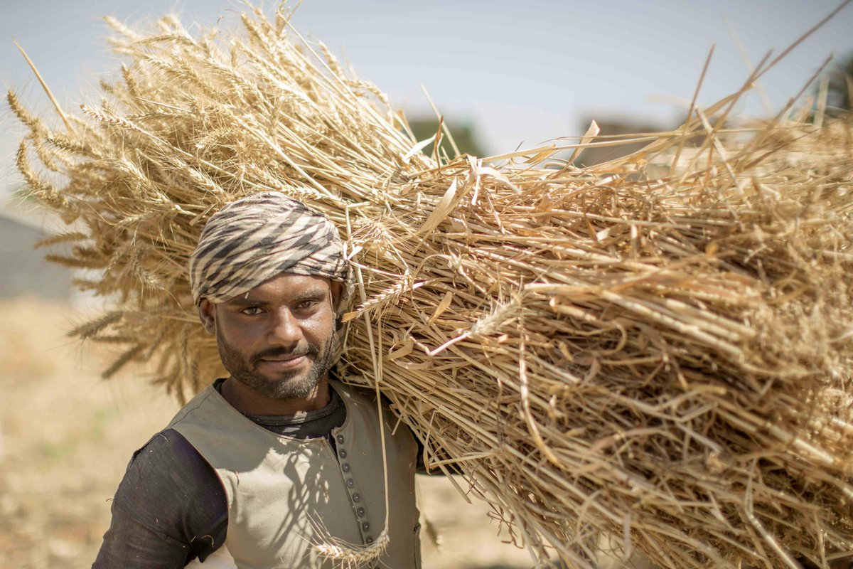 WFP_Egypt's tweet photo. Wheat is the backbone of Egypt’s food security — and smallholder farmers are at the center of it. Their work drives local production and strengthens community resilience. WFP supports efforts that help farmers improve yields, incomes, and long‑term food security. 🌾 https://t.co/c5J4gpfe3v