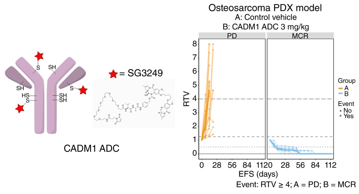 MCT_AACR's tweet photo. New #FirstDisclosure in the June issue—Identification of CADM1 as an Immunotherapeutic Target and Evaluation of a Novel CADM1-Targeting Antibody–Drug Conjugate in Preclinical Osteosarcoma Models https://t.co/rG0F8f4jpQ #OpenAccess https://t.co/qJRgpfj946