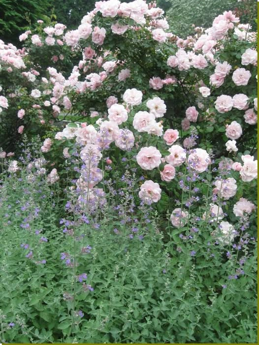 WDCGardener's tweet photo. Garden Tip of the Day: Roses need "petticoats" - meaning their lower stems are often bare and unattractive - plant catmint, lavender, sage/salvia, or calamintha below them for a classic garden combination.
#gardendc #gardening #gardentips #gardenhack #gardeningtipsforbeginners #gardeningtips #gardentipoftheday