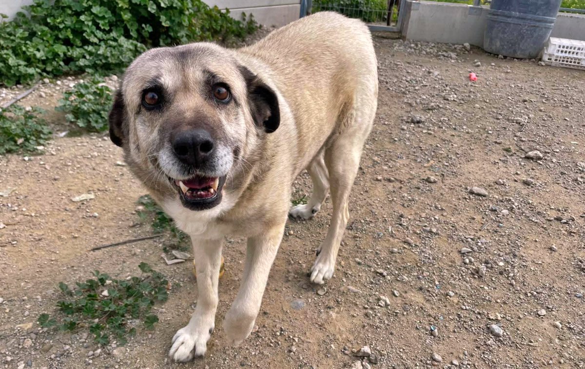 SosAbuelos1's tweet photo. #Cáceres
#MAYA tiene 12 años. Es una preciosa abuelita a la que rescataron cuando vagaba por un pueblo 😓

Es cariñosa, tierna y muy tranquila ✨

Le queda mucha vida por delante. Solo necesita una familia que le abra los brazos  🏡

Contacto: solo WhatsApp 661 54 91 24 https://t.co/u7smqAoEfM