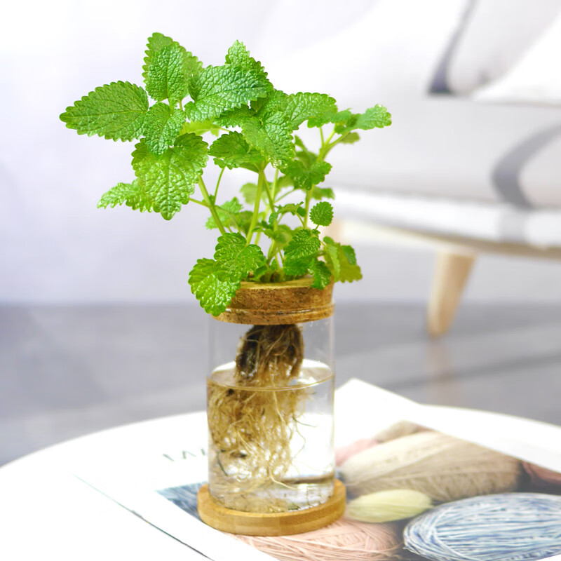 dyablonski's tweet photo. Turn an old glass jar into a cute herb planter! Add soil, mint seeds u0026 a ribbon – free decor for your windowsill! https://t.co/2Li3jG7SlS