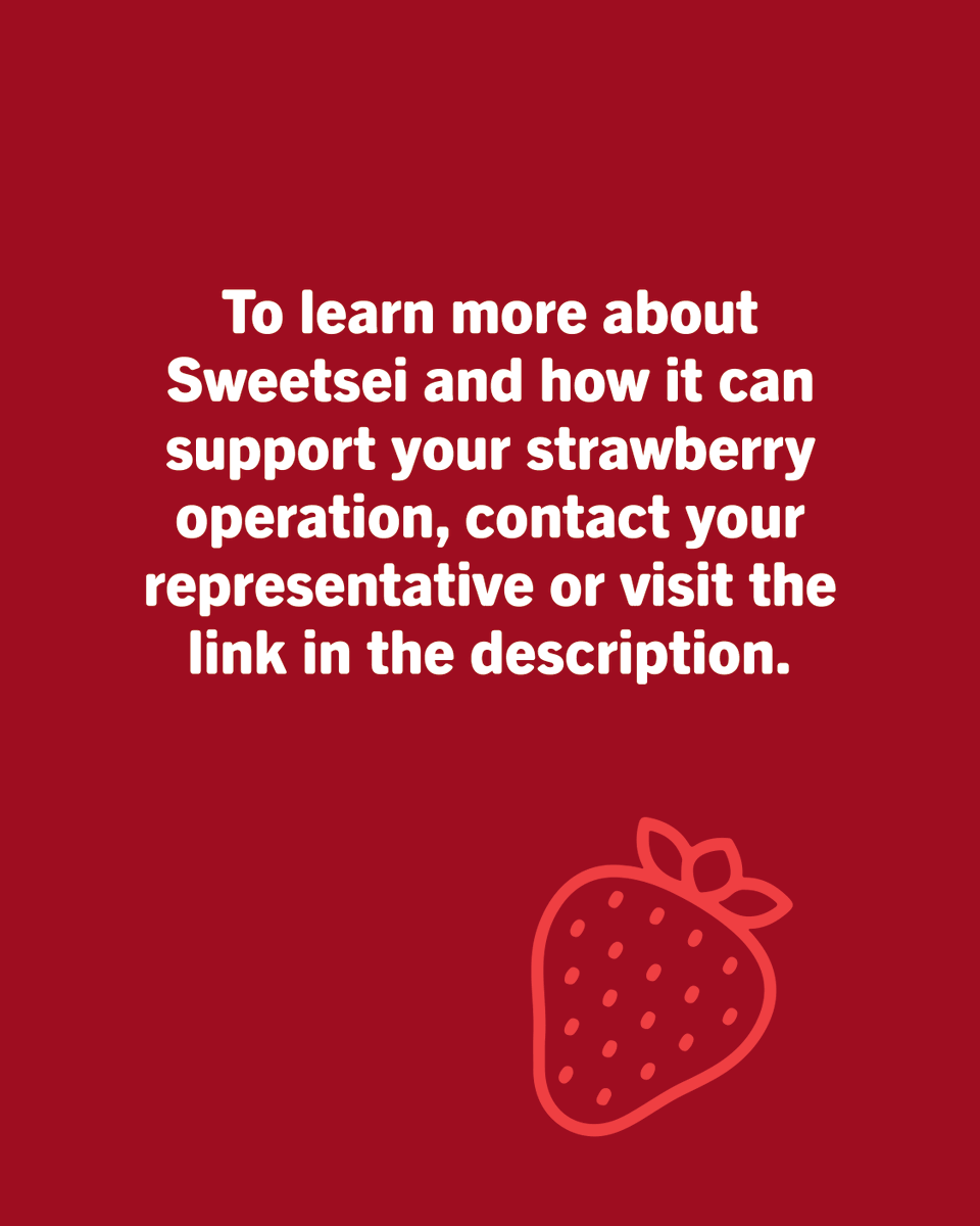 SumitomoBiostim's tweet photo. Strawberry quality stands out in the field and at harvest. Bright color and consistent sizing can influence marketability and overall grower returns. 
 
Learn how Sweetsei™ supports sugar accumulation, coloration, and fruit development to help improve strawberry quality in your commercial operation.

Read more: https://t.co/BhYAfR1NTl

#biostimulants #agriculture #agribusiness #farming #strawberries