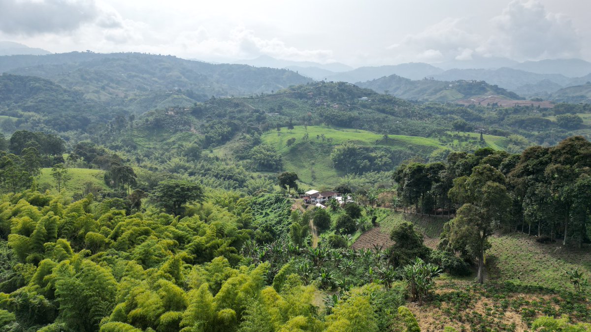 AutodeskAPS's tweet photo. Half the land used to grow Arabica #coffee today could be unsuitable for farming by 2050. One family is using #AutodeskForma #APIs to build a more sustainable future. With a digital twin, @BlueBcoffee increased shade and reduced pests. Read the full story: https://t.co/XbkaBzJpf1 https://t.co/ZTETreMaH6