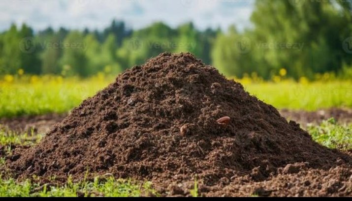 JaredoumaA's tweet photo. For proper production, a serious farmer must understand the relationship between Soil and crop.
The life of the crops fully depends on the life of the soil. So it means, when the soil is healthy then we expect good harvest since crops will get food.
Healthy soil means fertile soil and healthy soil will give food to crops, food is the nutrient.
Unhealthy soil means infertile soil then we don't expect good harvest from such since no nutrients to crops.
So it means, every farmer must protect the soil.
The best way is to control soil pollution and give soil it's food.