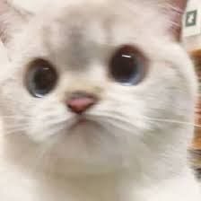 asxgirzy's tweet photo. he’s so very kitten 🥺✊ https://t.co/0iAXmrgpPJ