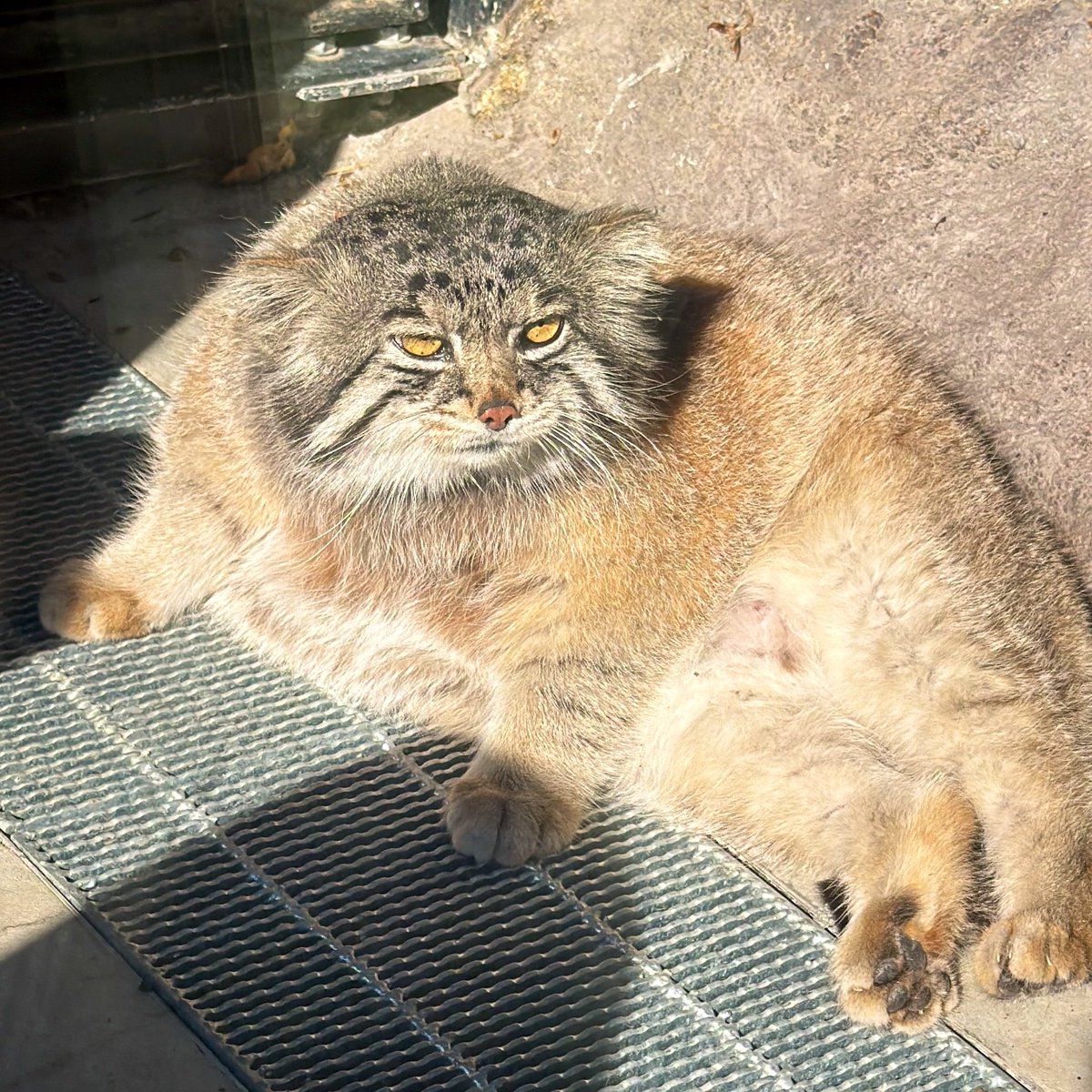 manulexplorer's tweet photo. くつろぐグルーシャ
#マヌルネコ #manul https://t.co/GYxitEKofR