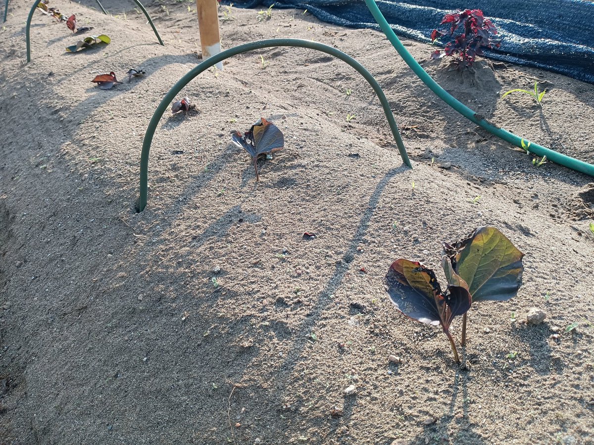 mitukinisi's tweet photo. まぁまぁか！

1週間前
#菅野式若苗萎れ定植 の真似
で植付けた
葉2枚着きの5㌢弱🍠の茎

切り苗の様に成長点がない為
葉2枚が枯れれば活着失敗と認めているが
葉の一部が黒くなったのもあるもほとんど立ち上がって来た😲

21個植え2個枯れたが
内1個はネキリムシ被害による

🍠の生命力に脱帽…🐯 https://t.co/lH7868YF75