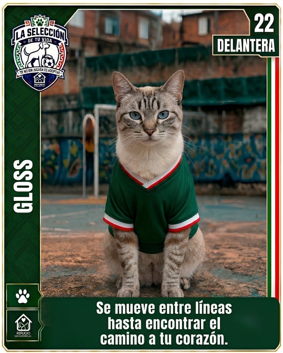 GregorioRefugio's tweet photo. @joserra_espn @Berenais51 El partido más importante es el que juegas todos los días en casa 🐾⚽
#LaSeleccionDeTuVida tiene a sus mejores fichajes esperando encontrar un hogar donde ver cada tiempo contigo 🏠🐶🐱
Conoce a todo el equipo en https://t.co/LNQuLsZq64 👇 https://t.co/iqLdcDS2Og