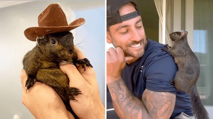 Kitlerbnb's tweet photo. @Squirrel_Dad12  will be going live soon to tell us more about $PNUT FARM and upcoming $PNUT documentary 🥜

Imagine being the face of a billion dollar coin and not getting a penny from the devs. 

USDC $PNUT will flip the old $PNUT that does nothing for animals

🥜 🐿️ https://t.co/SsZm5UMOxZ