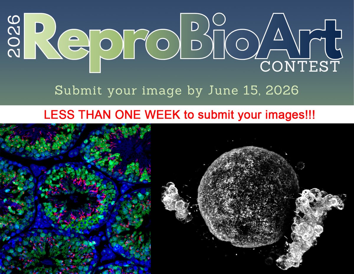 TheTaniguchiLab's tweet photo. Less than one week left to submit your ReproBioArt 2026 contest images!!! Look at these stunning images of beautifully organized testis tissue (left) and actin cytoskeletal organization in rhesus oocyte (right) 🤩 #ReproBioArt #SSR2026 https://t.co/lLqA1tN3wv