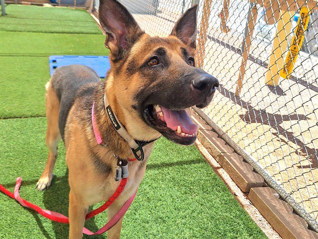 LilaFlw's tweet photo. 4shepherds TO BE KILLED 1st thing TMRW(Thur)AM😭

Can u FOSTER(no$) or ADOPT to save life?

This🧵features each frm highest weight to lowest. Cuz let's not kid ourselves: shelters make$ by sending killed🐶 to RENDERING PLANTS to be used in industrial/pharma/ag/cosmetics/etc. https://t.co/SUxnFn3YWb