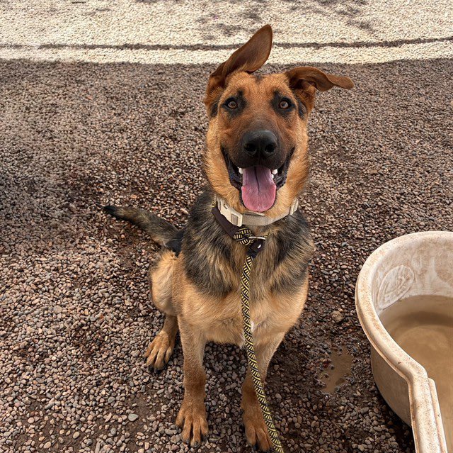 LilaFlw's tweet photo. 4shepherds TO BE KILLED 1st thing TMRW(Thur)AM😭

Can u FOSTER(no$) or ADOPT to save life?

This🧵features each frm highest weight to lowest. Cuz let's not kid ourselves: shelters make$ by sending killed🐶 to RENDERING PLANTS to be used in industrial/pharma/ag/cosmetics/etc. https://t.co/SUxnFn3YWb