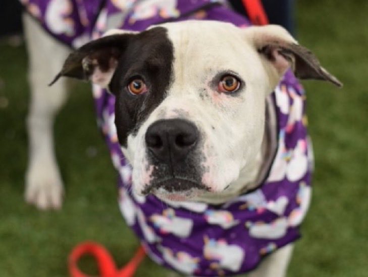 MoishesMom's tweet photo. 😭💔NYCACC killed Hughie today…this Gorgeous boy arrived stray in mid-April, and was immediately assigned Rescue 🛟only…but his videos show a boy who was loving & friendly…he simply couldn’t deal with kill pound life ☹️ You can see his sorrow hidden in his beautiful eyes…I’m so sorry you didn’t make it out of this kill house…aren’t sitting in the back of an SUV being transported to your new human…run free 🌌🌈

No one came….
 https://t.co/un0TtsQz9s
