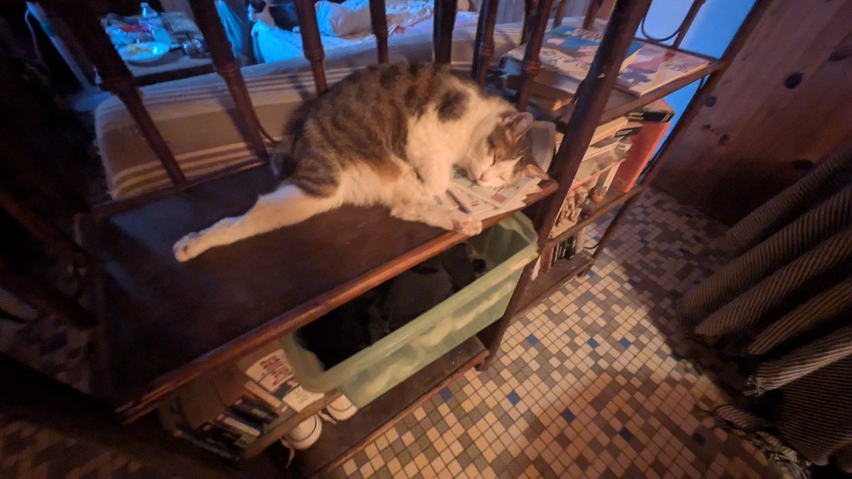 Shinousuke11's tweet photo. Il dort comme son frère à qui il manque une patte arrière 🤭mais le rendu est encore plus drôle sur lui avec sa patte 😹 https://t.co/SIbWecrG4p