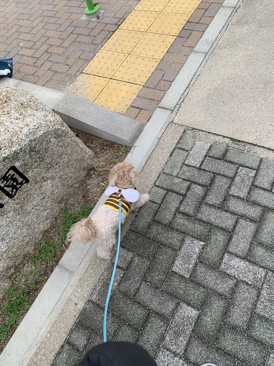PCMRN_'s tweet photo. 仕事前に朝散歩🐶 https://t.co/2oXaFBfRov