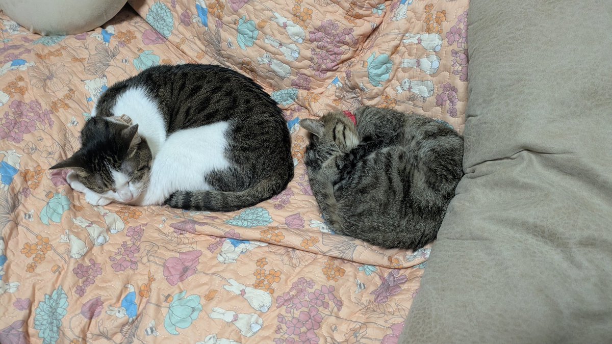 おはようございます！ 今朝は仲良くニャンモナイト😸 #ねこ #猫好き