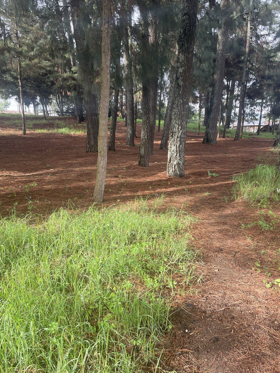 leo7nel100's tweet photo. día de caminatas
#FirmesPorLaPatría #VolveríasConTuEx2 #Forest #caping https://t.co/jke1MSyyO7