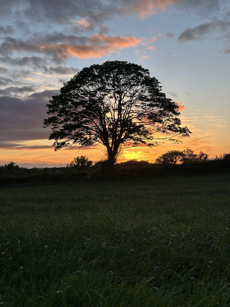sharonwelby1's tweet photo. Sunset this evening. 🌳🌅 https://t.co/BKe4iGngKc